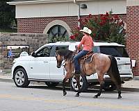 athletic-quarter-horse