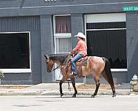beginner-quarter-horse