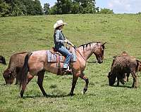 flashy-quarter-horse
