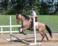 experienced-quarter-horse