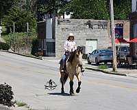beginner-safe-quarter-horse