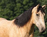 buckskin-none-horse