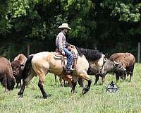 family-horse-draft