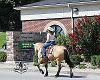 beginner-draft-horse