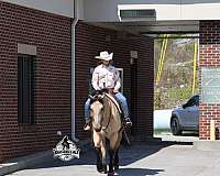 flashy-draft-horse