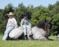 blue-roan-none-horse