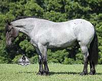 quarter-horse