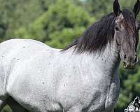ranch-work-quarter-horse