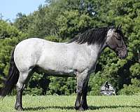 beginner-safe-quarter-horse