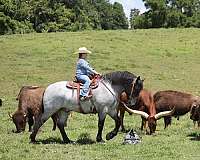 trail-quarter-horse