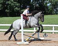 athletic-quarter-horse