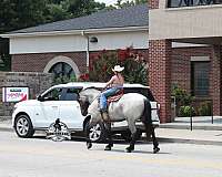 beginner-quarter-horse