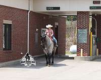 draft-quarter-horse