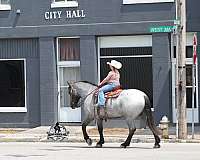 finished-quarter-horse