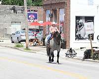 flashy-quarter-horse