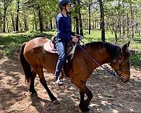 mustang-horse-for-sale