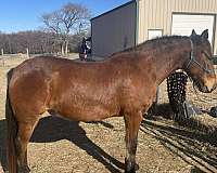 mustang-gelding