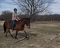 mustang-horse