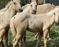 quarter-pony-for-sale