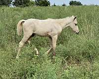 quarter-pony