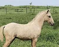 quarter-pony-colt