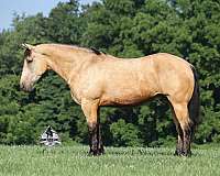 ranch-quarter-horse