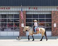 quarter-horse