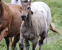 quarter-horse-for-sale
