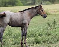 quarter-horse