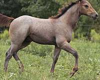 quarter-horse-colt