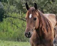 quarter-horse-colt