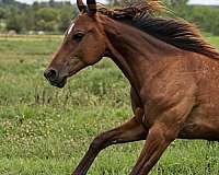 quarter-horse-for-sale