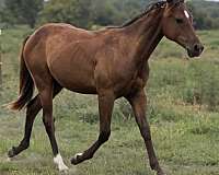 quarter-horse