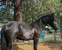 friesian-colt