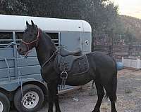 friesian-horse-for-sale