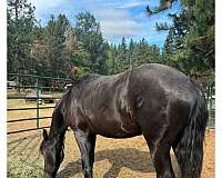 friesian-horse