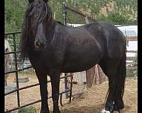 friesian