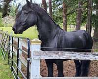 colt