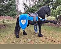 damascus-friesian-horse