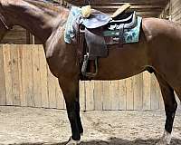 pleasure-trail-warmblood-horse