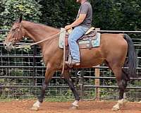 all-around-warmblood-horse