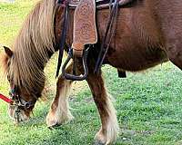 10-hand-gypsy-vanner-pony