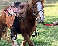 10-hand-gypsy-vanner-mare
