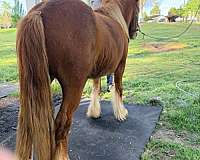10-hand-mare