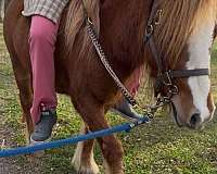 cart-gypsy-vanner-pony