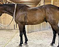 pleasure-warmblood-horse