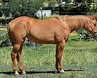 white-strip-blaze-horse
