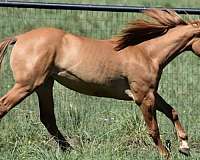 red-dun-white-strip-blaze-horse