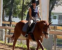 thoroughbred-mare