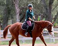 thoroughbred-horse-for-sale